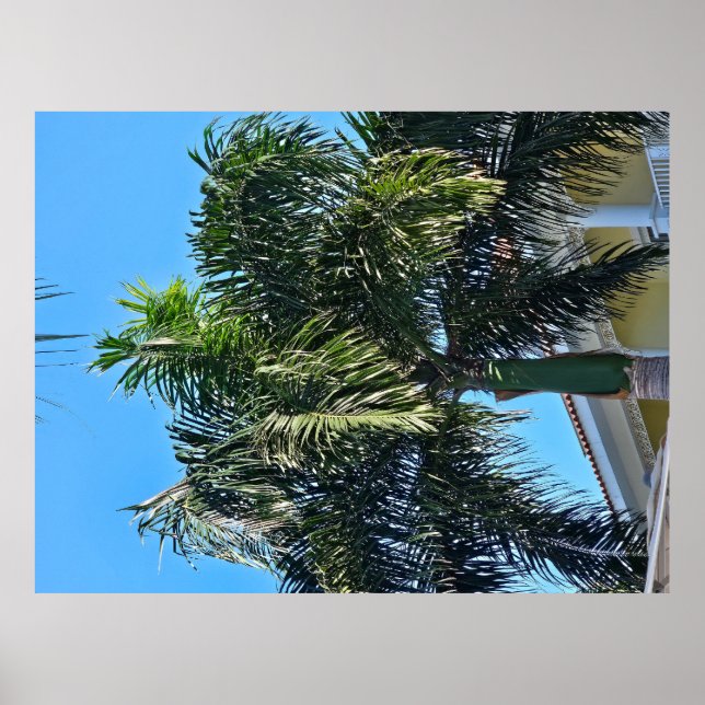 Poster Cartaz de palmeira (Frente)