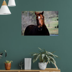 Poster Cartaz de papel de valor de cavalo (Matte)