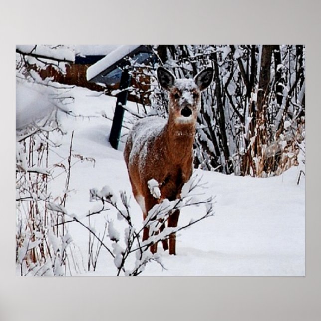 Poster Cartaz de papel de valor de paisagem de inverno co (Frente)