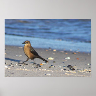 Poster Cartaz de Pássaro na Praia