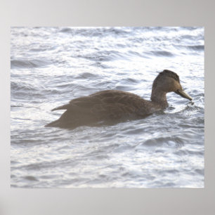 Poster Cartaz de Pato Preto no Oceano