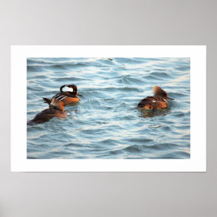 Poster Cartaz de Patos Mergulhão-Crestado