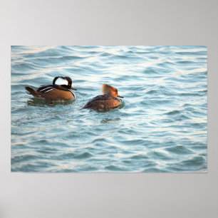 Poster Cartaz de Patos Mergulhão-Crestado