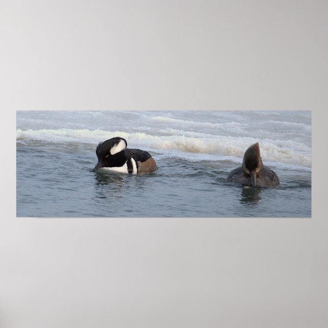 Poster Cartaz de Patos Mergulhão-de-crista (Frente)