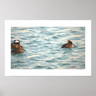 Poster Cartaz de Patos Mergulhão-de-poupa