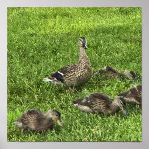 Poster Cartaz de Patos na Grama
