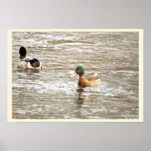 Poster Cartaz de Patos no Icy Creek