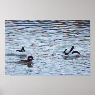 Poster Cartaz de Patos no Oceano