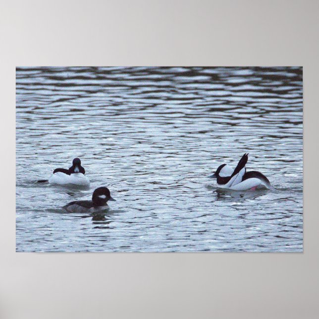 Poster Cartaz de Patos no Oceano (Frente)