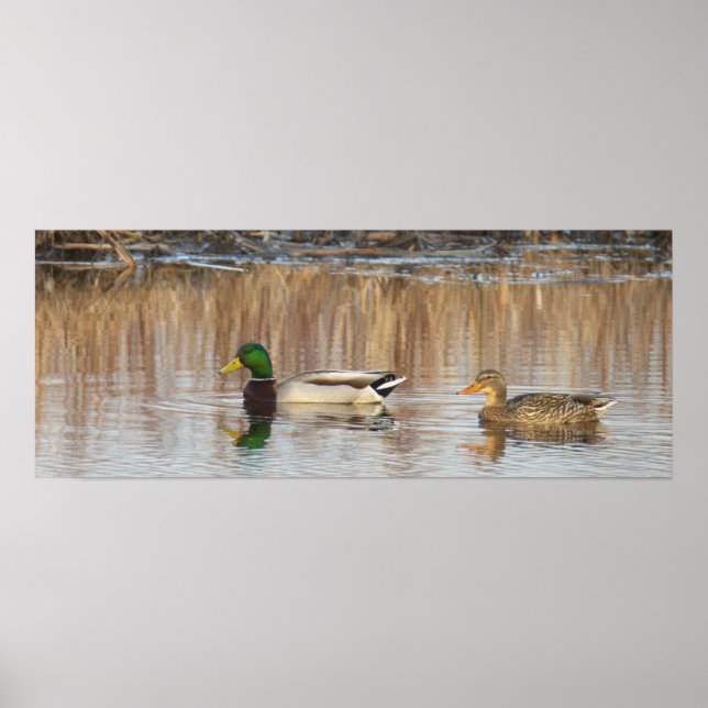 Poster Cartaz de Patos-reais (Frente)