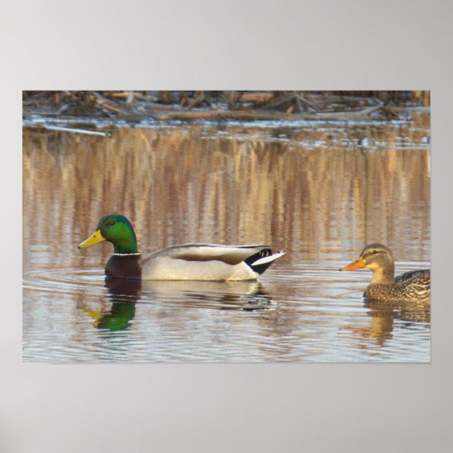 Poster Cartaz de Patos-reais (Frente)