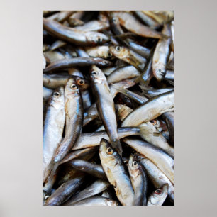 Poster Cartaz de peixes em close-up