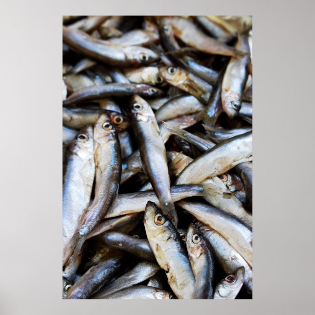 Poster Cartaz de peixes em close-up (Frente)