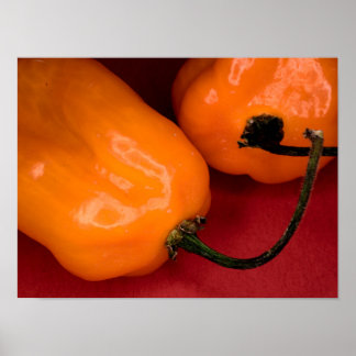 Poster Cartaz de pimentas habanero picantes