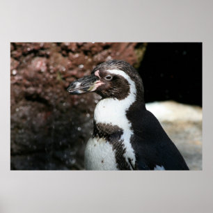 Pôster Cartaz de Pinguim