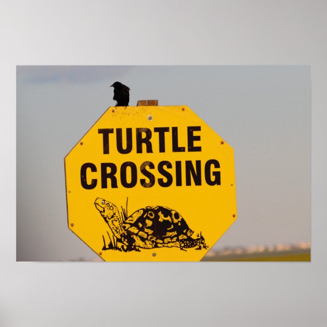 Poster Cartaz de Placa de Passagem de Tartaruga com Pássa (Frente)