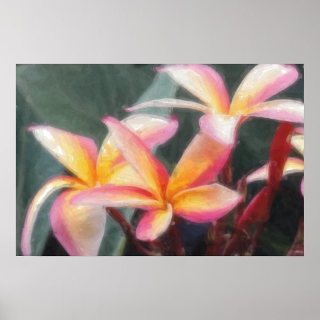 Pôster Cartaz de Plumeria Tropical Havaiano (Frente)