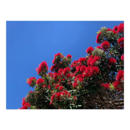 Pôster Cartaz de Pohutukawa
