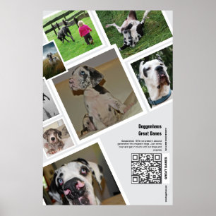 Poster Cartaz de Promoção de Canil de Great Dane Enorme