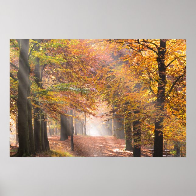 Pôster Cartaz de raios de sol numa floresta de outono (Frente)