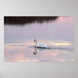 Poster Cartaz de Reflexos de Cisnes
