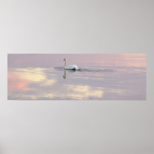 Poster Cartaz de Reflexos de Cisnes