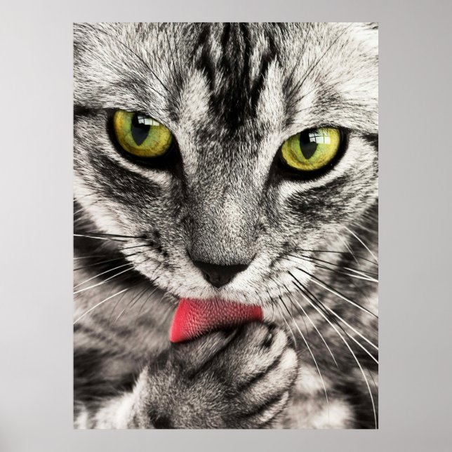 Poster Cartaz de Retrato de Gato Fofo (Frente)