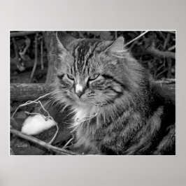 Pôster Cartaz de retrato de gato Maine Coon preto e branc