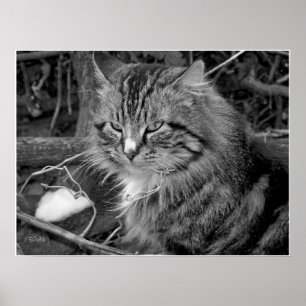 Pôster Cartaz de retrato de gato Maine Coon preto e branc