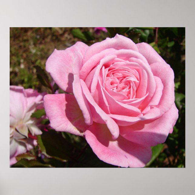 Poster Cartaz de Rosa Rosa Flores Jardim Primavera (Frente)