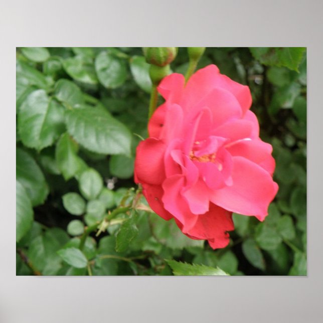 Poster Cartaz de Rosa Selvagem (Frente)
