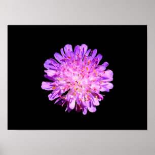 Poster Cartaz de Scabious de Campo