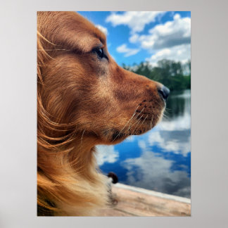 Poster Cartaz de Silhueta de Golden Retriever