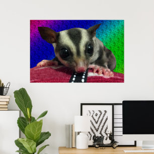 Poster Cartaz de Sugar Glider Jovem