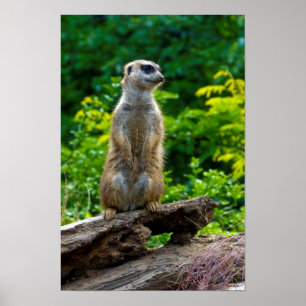 Poster Cartaz de Suricata