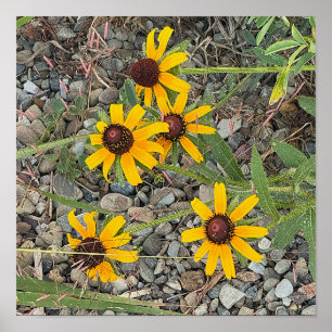 Poster Cartaz de Susans Olho-Preto