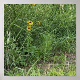 Poster Cartaz de Susans Olhos Negros