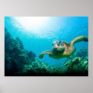 Pôster Cartaz de Tartaruga Marinha