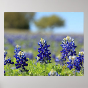 Poster Cartaz de Texas Bluebonnets