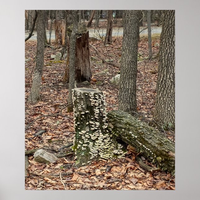 Poster Cartaz de Toco de Árvore nos Bosques (Frente)