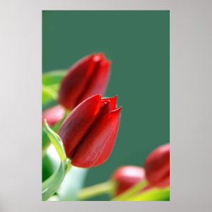 Pôster Cartaz de Tulipas