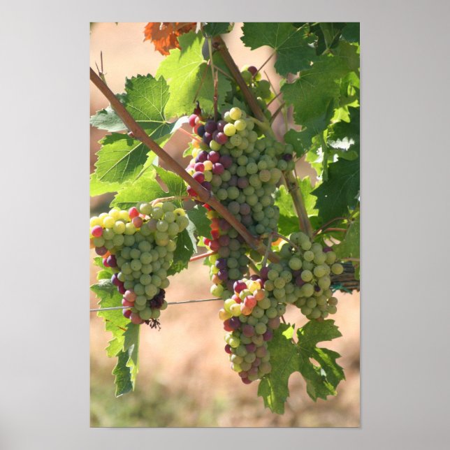 Pôster Cartaz de Uvas (Frente)