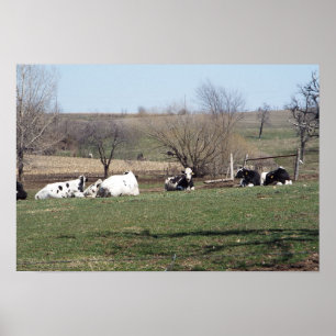 Pôster Cartaz de Vacas Descansando nos Campos
