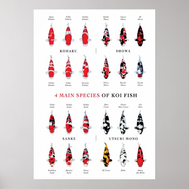 Poster Cartaz de Variedades de Carpas Koi (Frente)