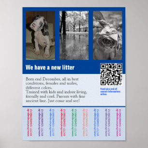 Poster Cartaz de venda de cachorro com código QR