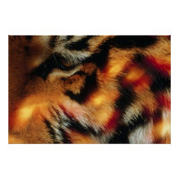 Cartaz de Vida Selvagem Close-Up do Olho de Tigre