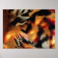 Cartaz de Vida Selvagem Close-Up do Olho de Tigre