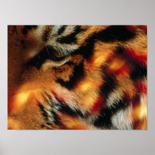 Poster Cartaz de Vida Selvagem Close-Up do Olho de Tigre 