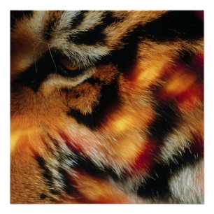 Pôster Cartaz de Vida Selvagem Close-Up do Olho de Tigre 