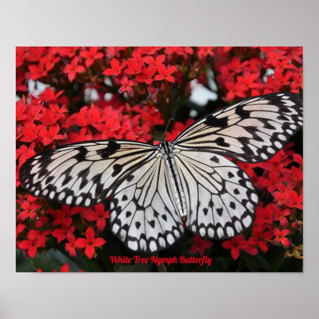 Poster Cartaz Deco da Borboleta Ninfa da Árvore Branca (Frente)